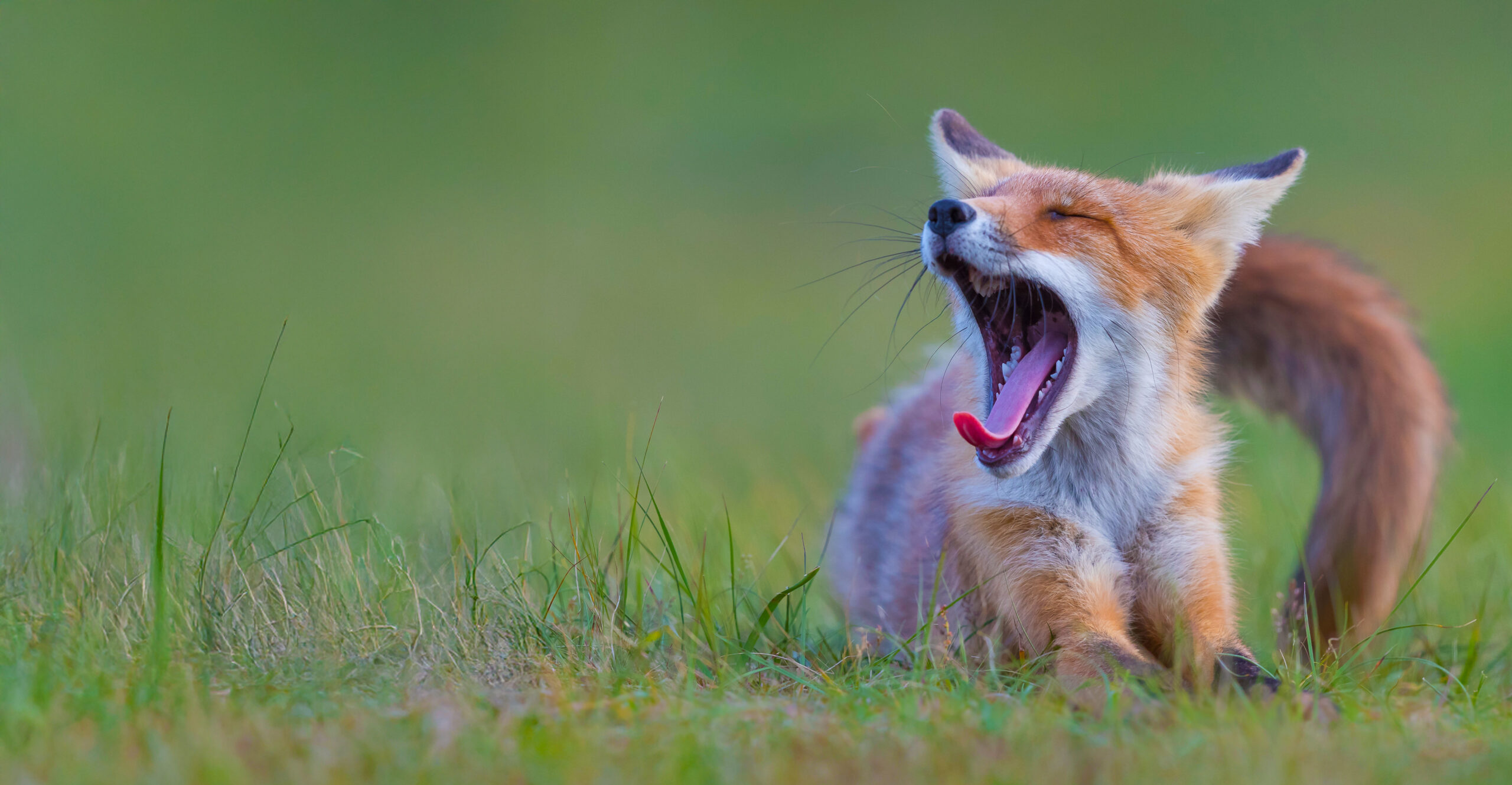 Geef de natuur een stem!