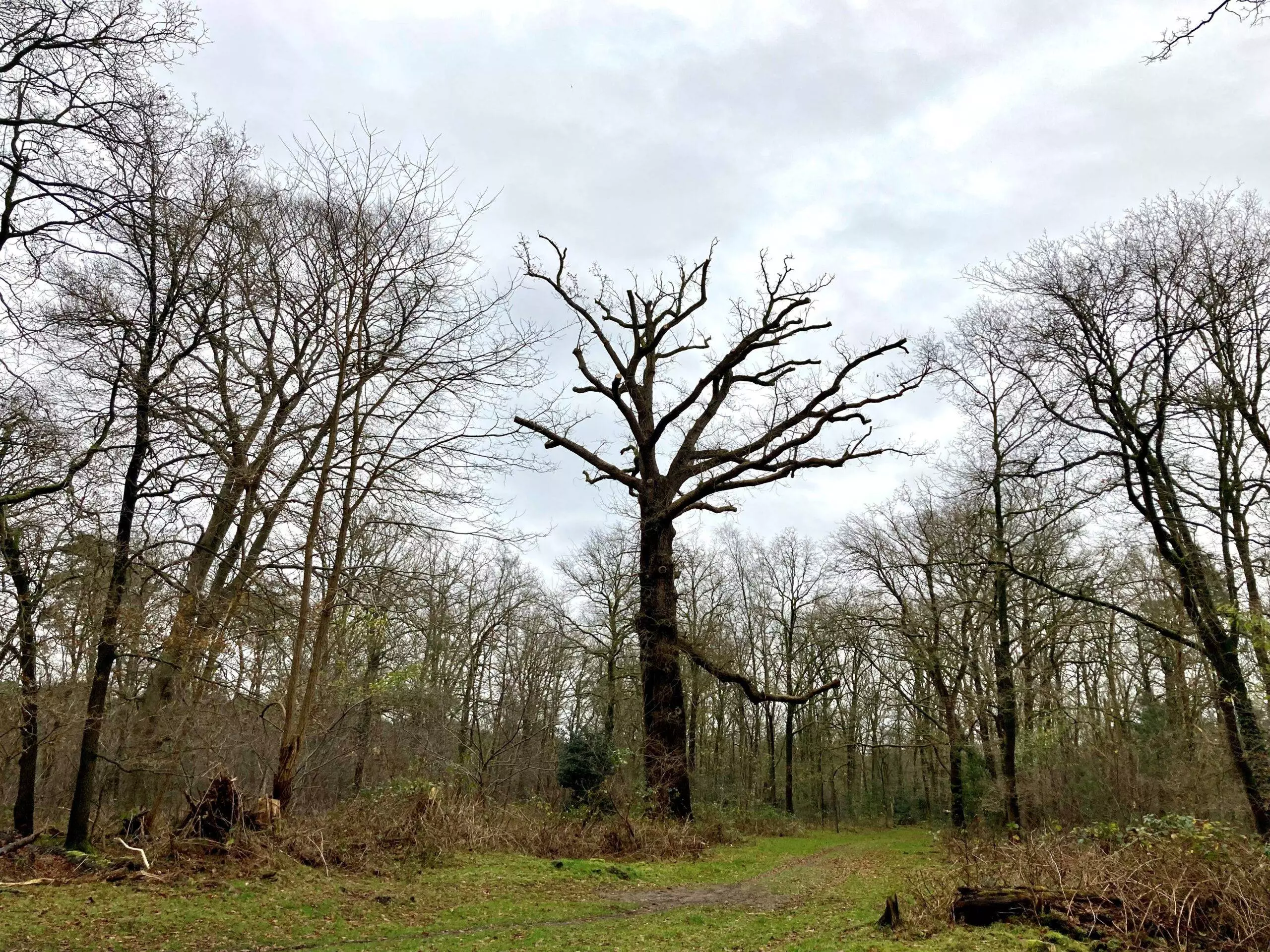 Boswachter Dirk: De oud(st)e boom