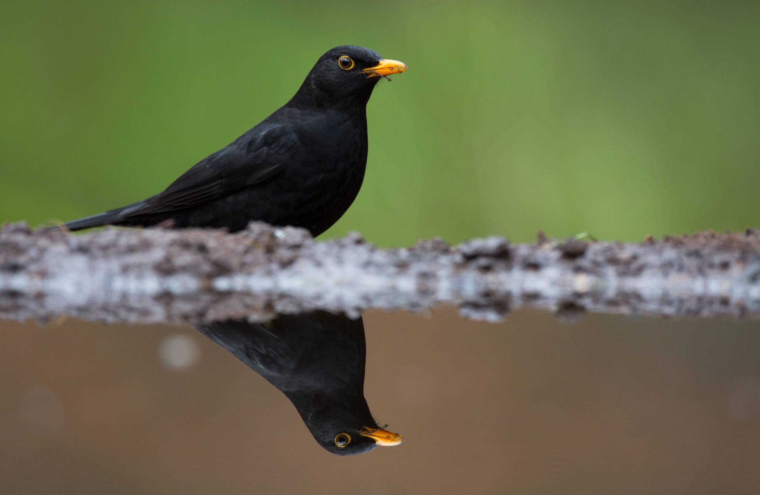 Boswachter John: Black birds