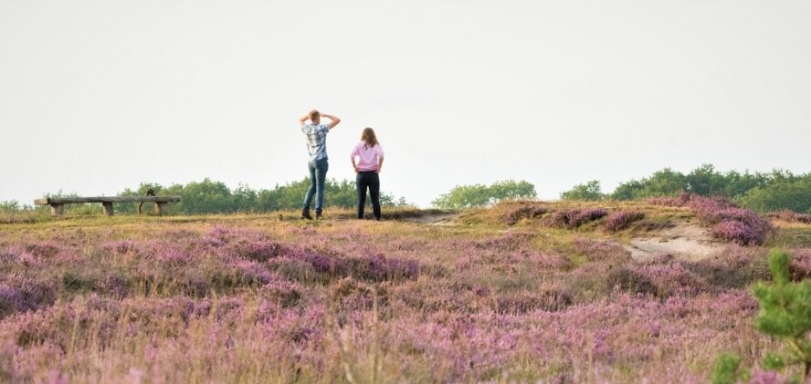 2023_Recreanten paarse heide_1920x665