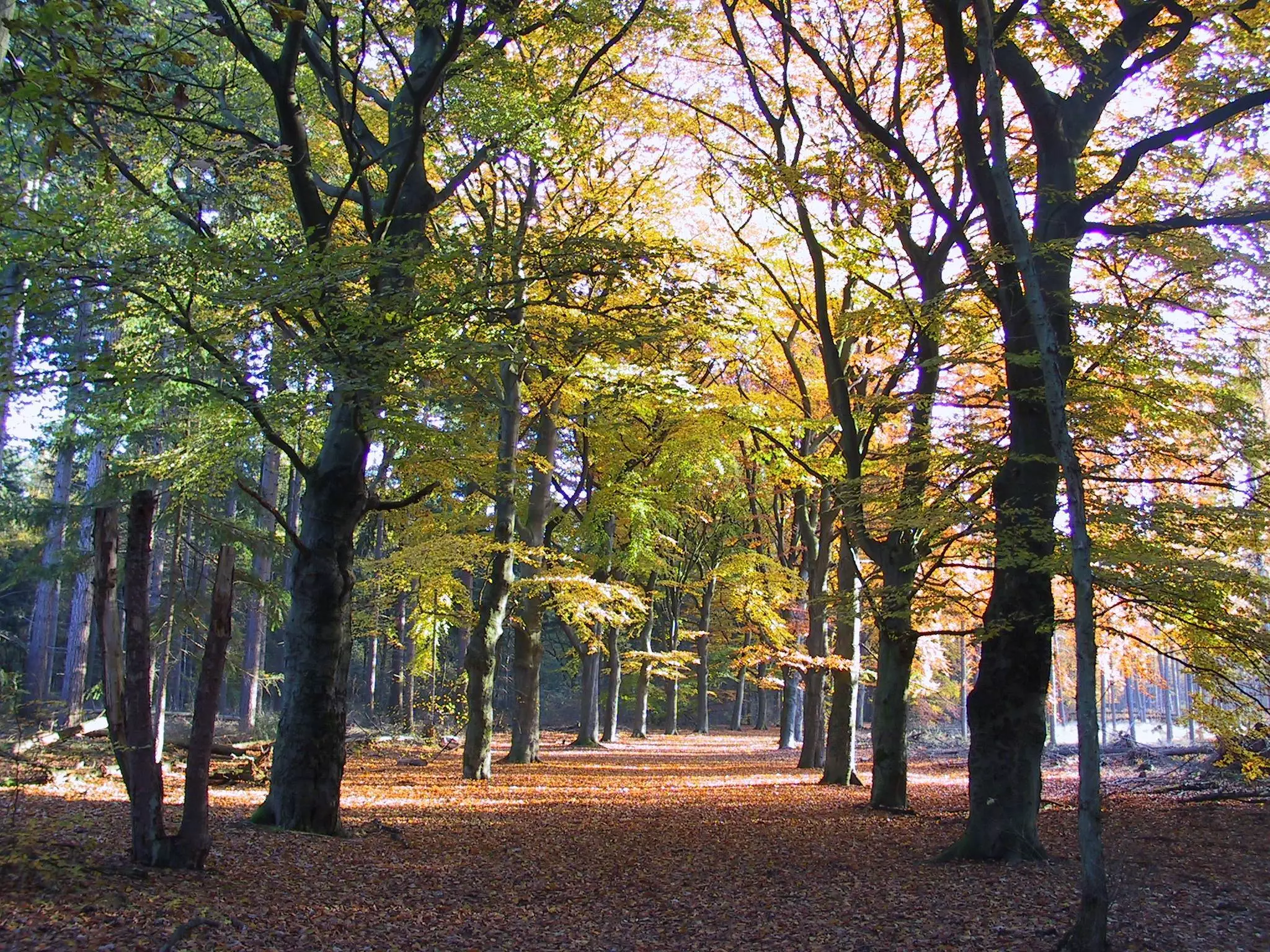 Natuur om de hoek: Spanderswoud