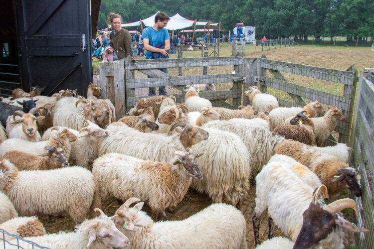 Honderden schapen en lammetjes