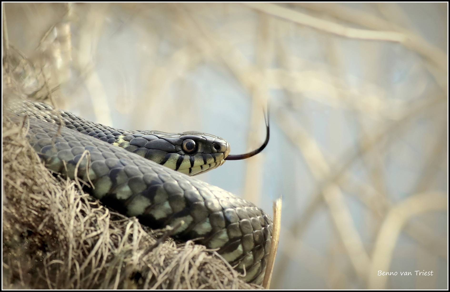Boswachter Dirk: Slangen in de Gooise natuur
