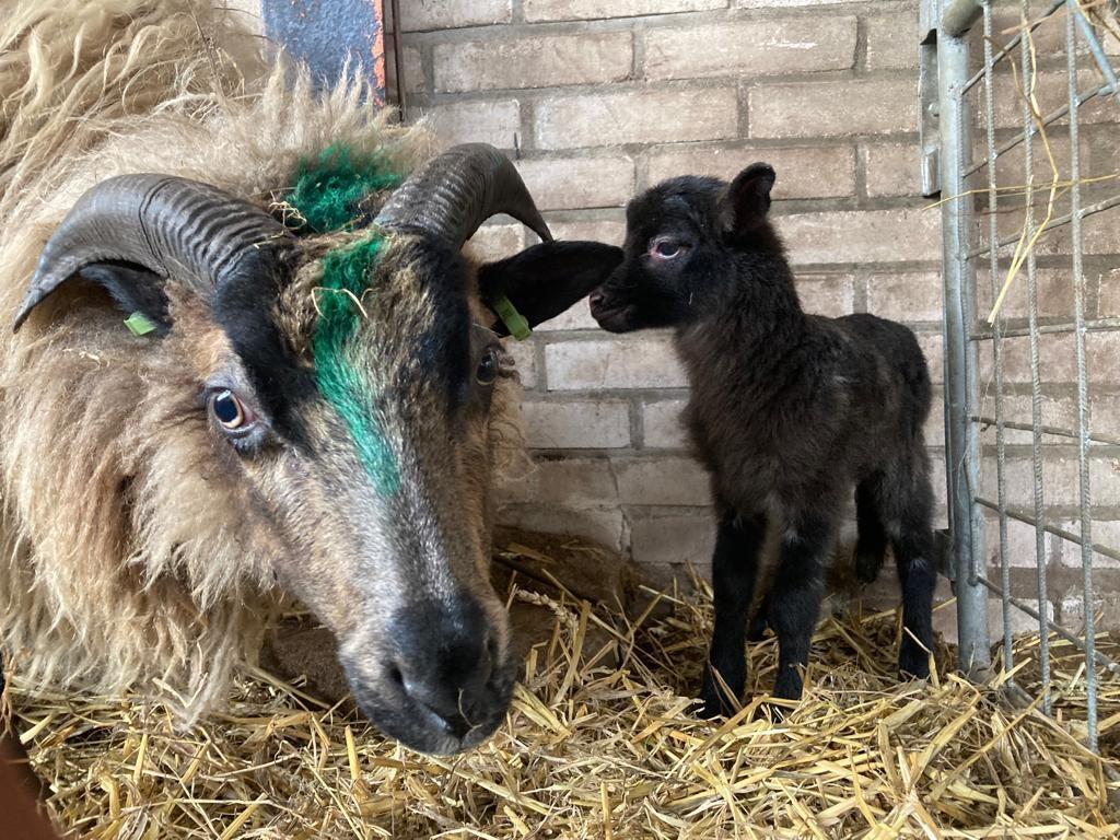 Herder Rozenn: Verrassingslammetjes