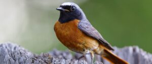 Vroege vogel excursie