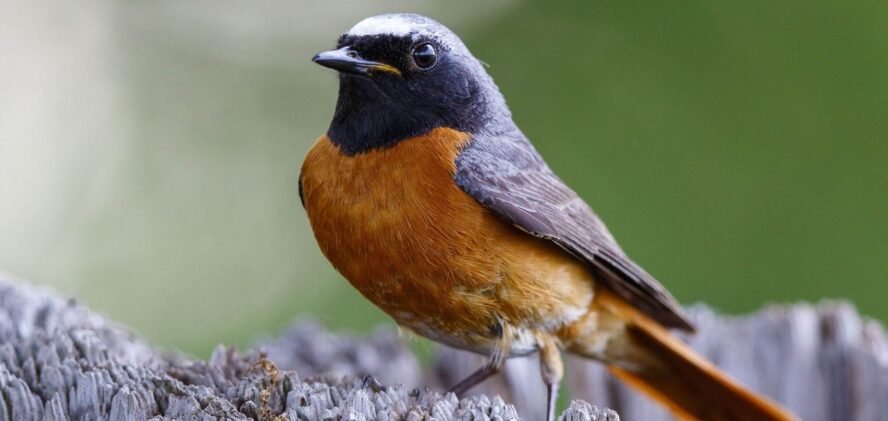 Common Redstart (Phoenicurus phoenicurus), Flycatchers (Muscicapidae), Songbirds (Passeriformes), Birds (Aves), fauna -