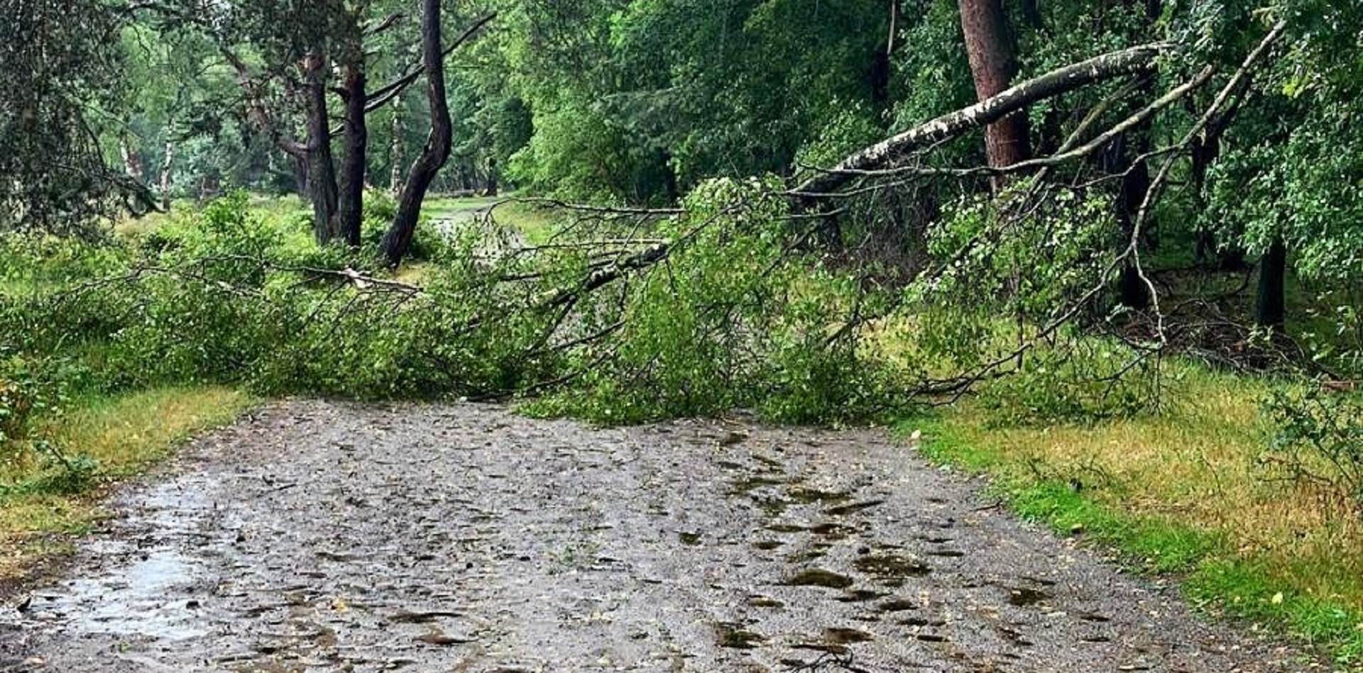 Storm Poly en de Gooise natuur