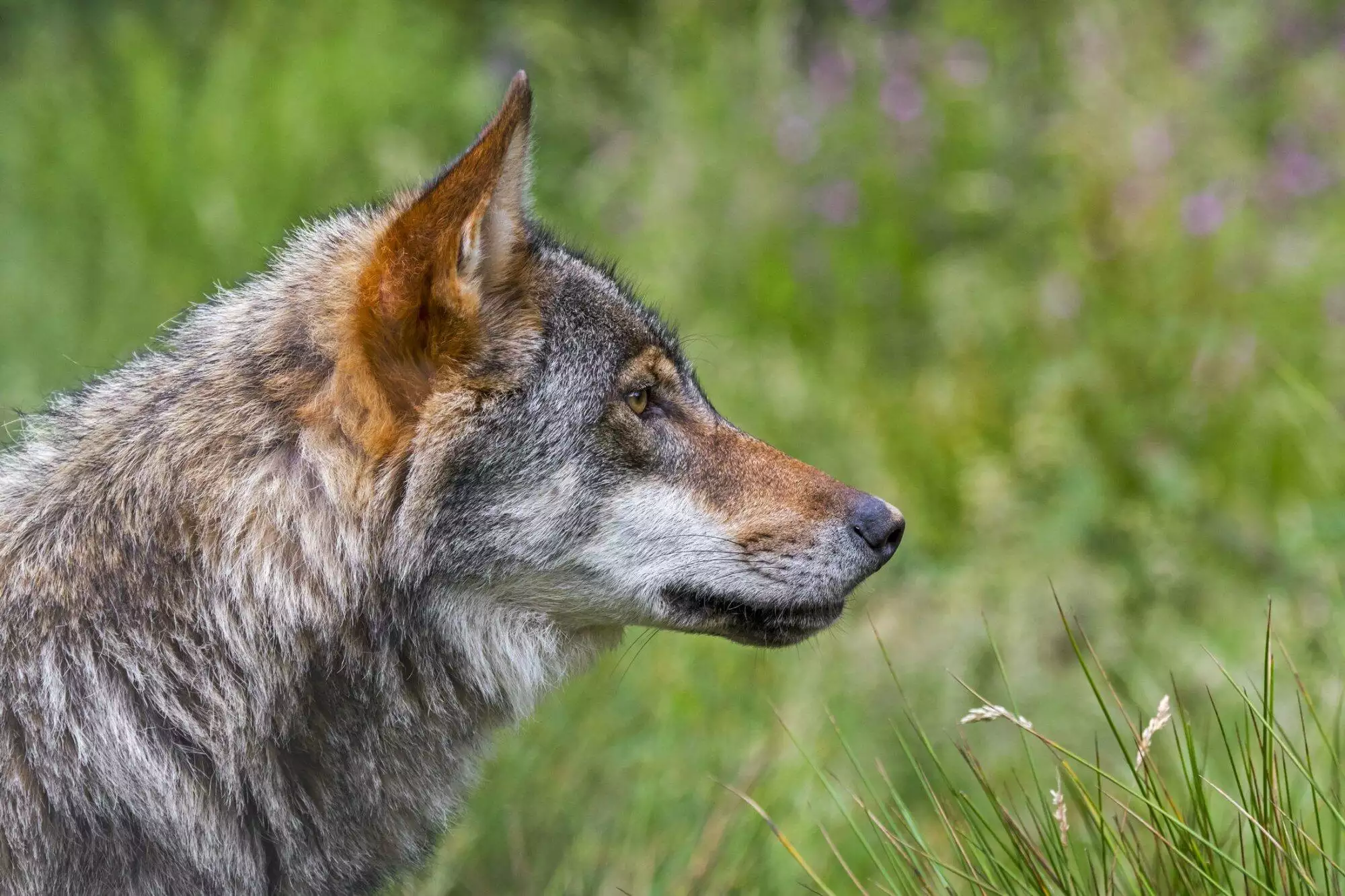 Wolf is terug in het Gooi