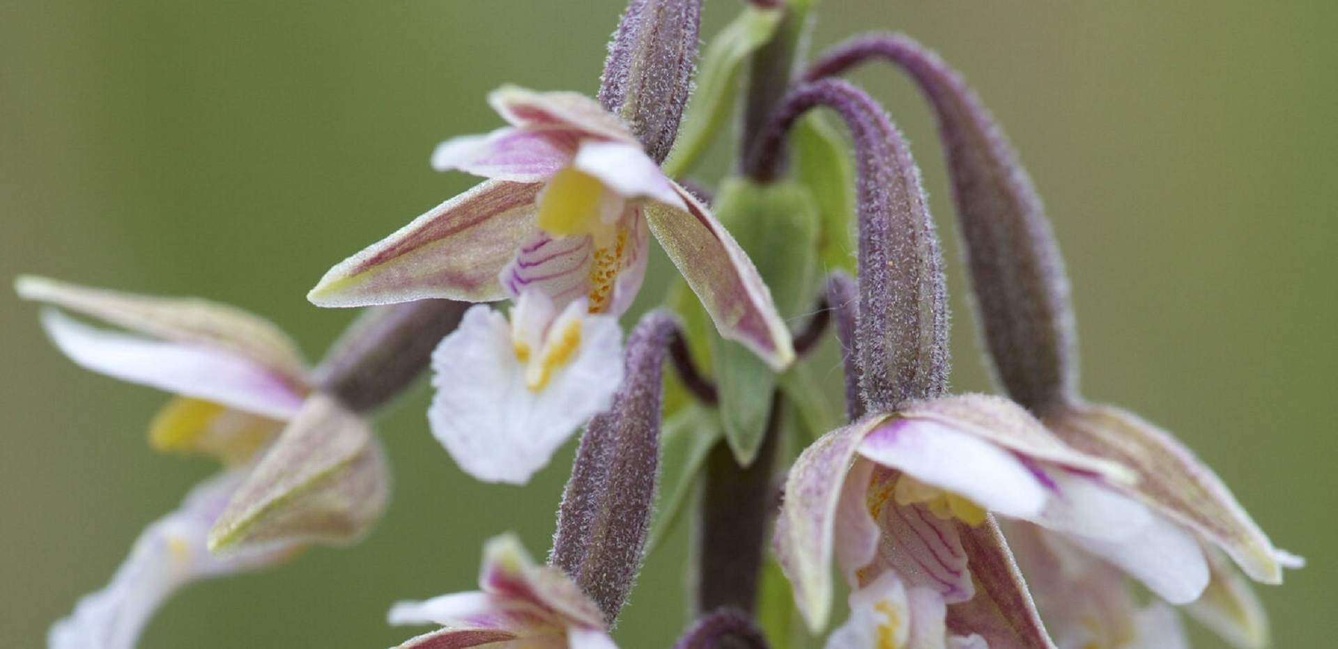Natuurnieuws: orchideeën