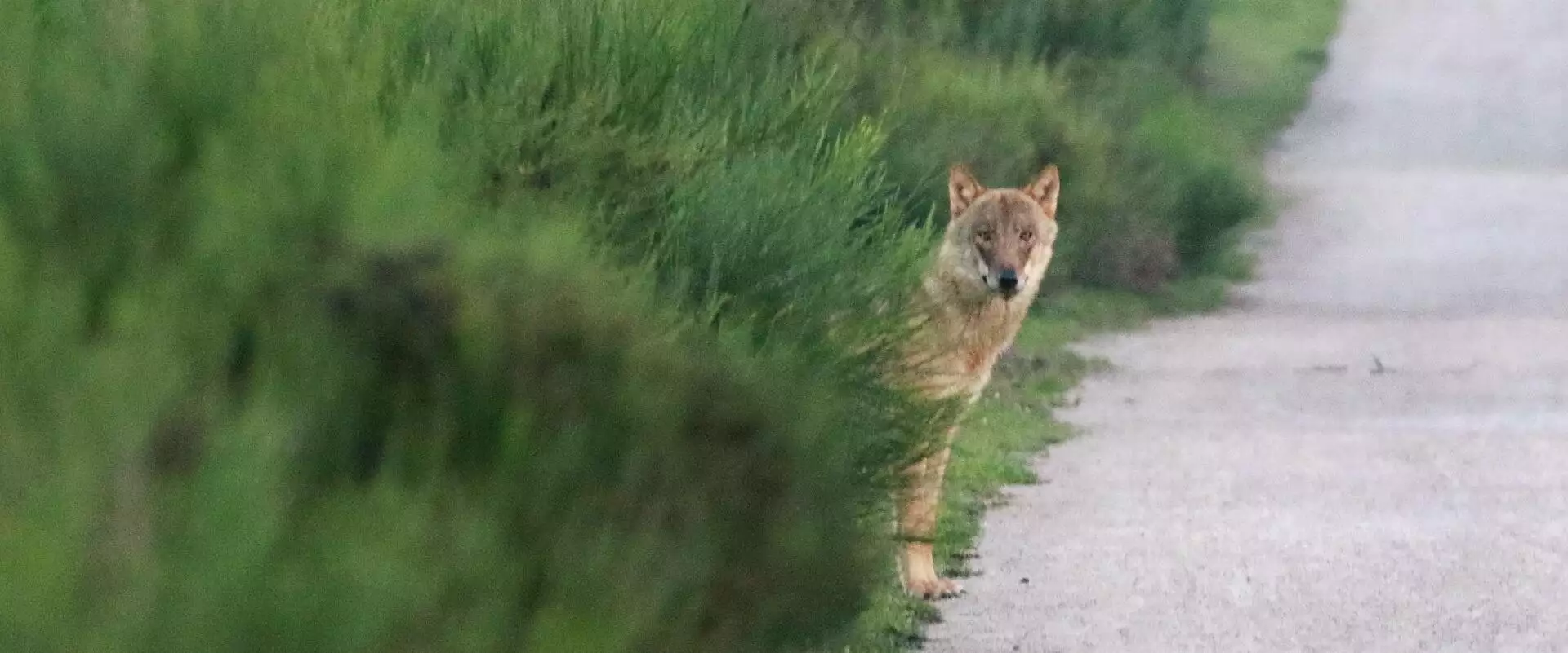 Komst van de wolf in het Goois Natuurreservaat