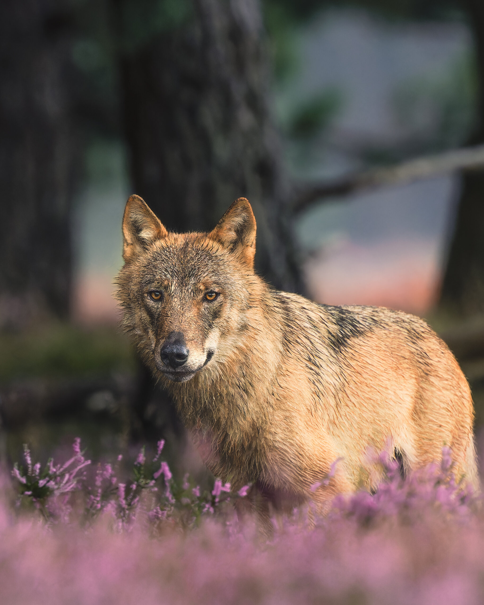 DNA-onderzoek bevestigt wolf