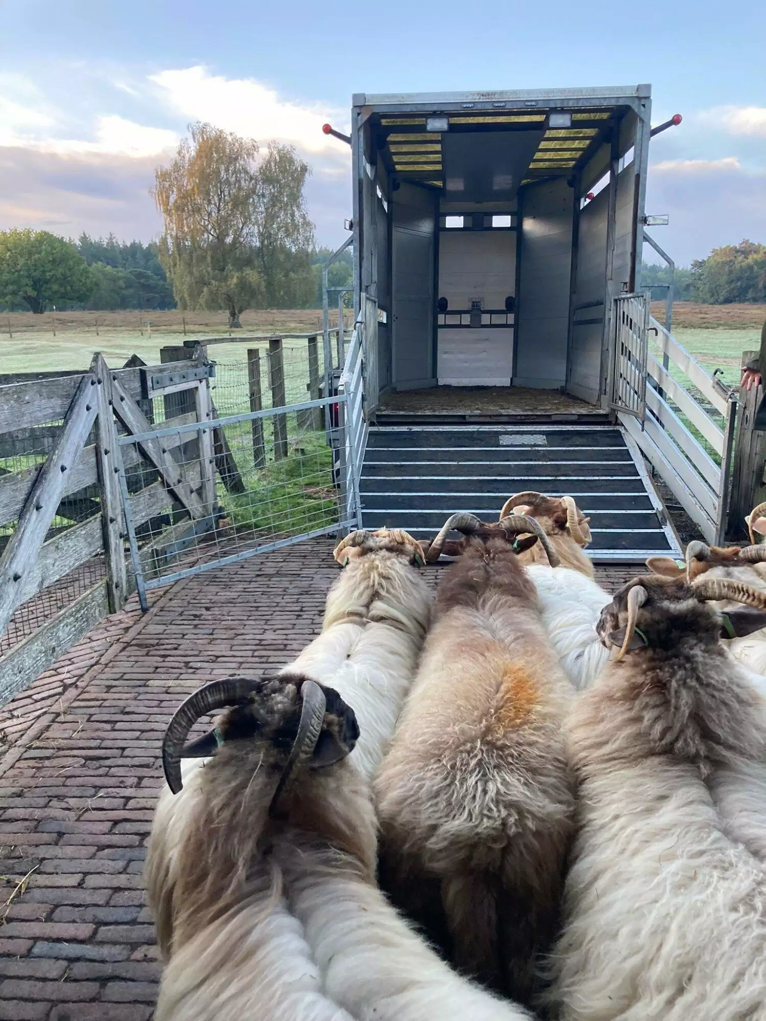 Door virusziekte Blauwtong tijdelijk geen schapen op de Gooise heide