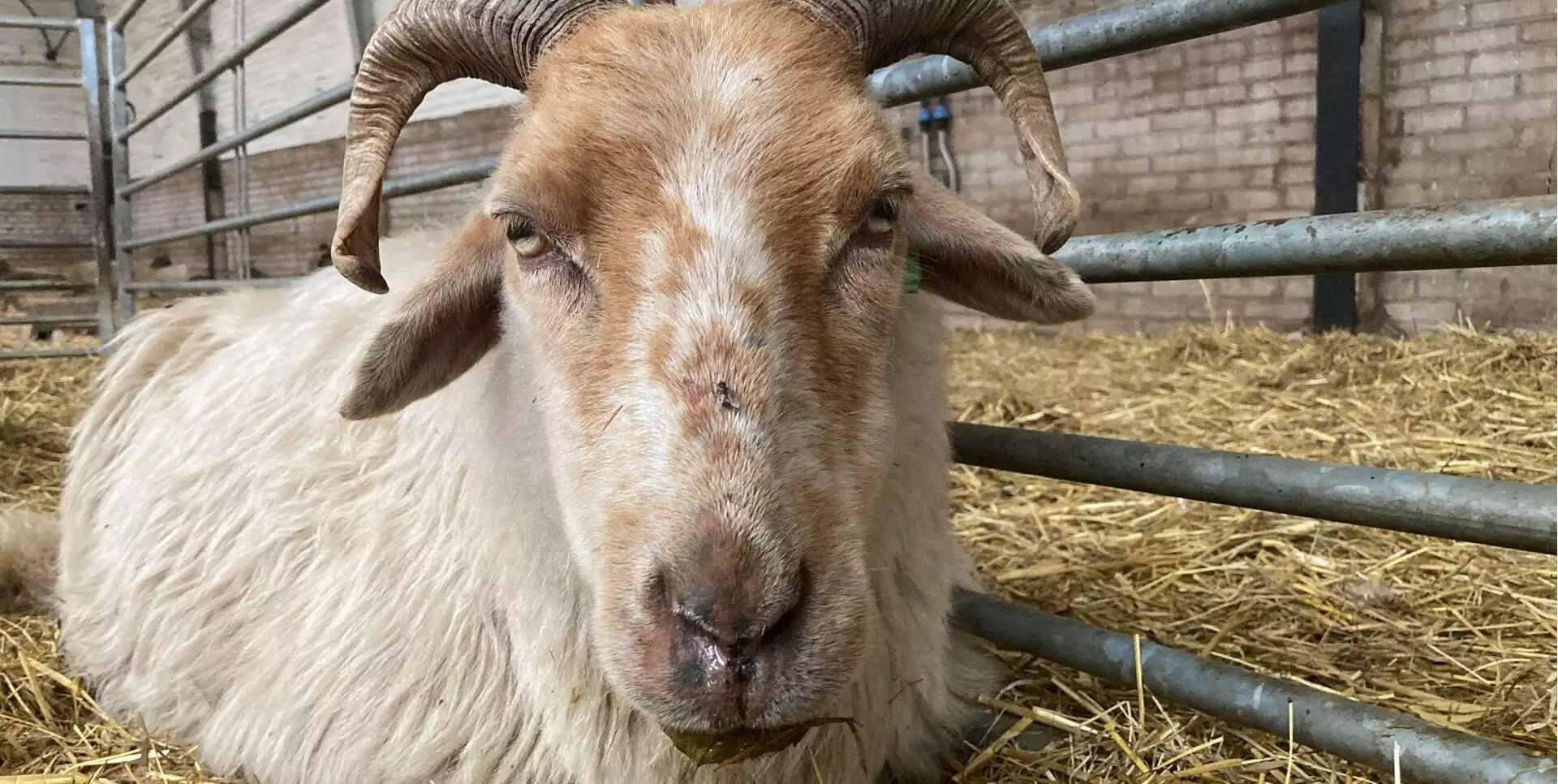 Herder Rozenn: Blauwtong