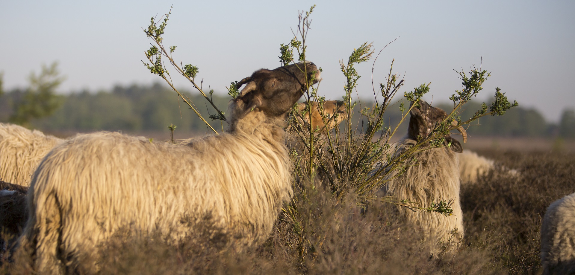 Herder Mirjam: De kudde na het blauwtongvirus