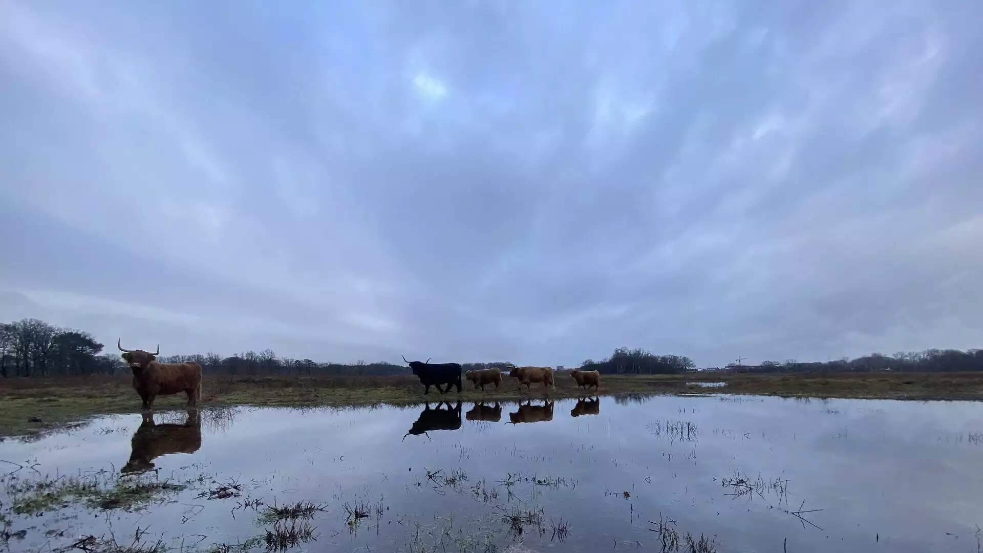 Boswachter Daan: Hoogwater