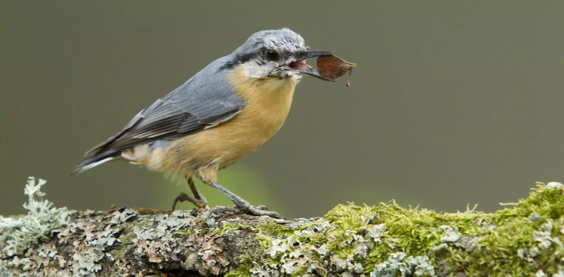 Natuurnieuws: Krachtvoer voor veel dieren