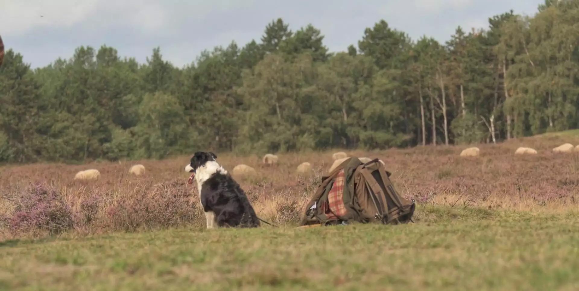 Herder Rozenn: Onze collega’s