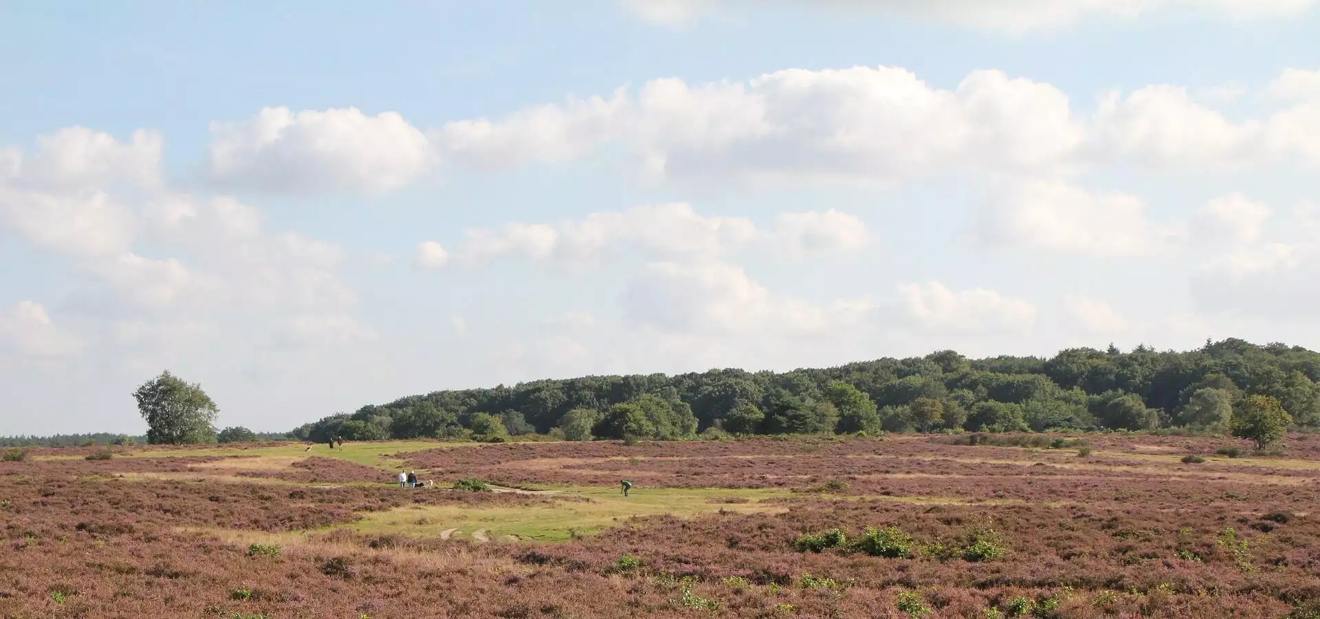 Boswachter Dirk: Hoorneboegse heide