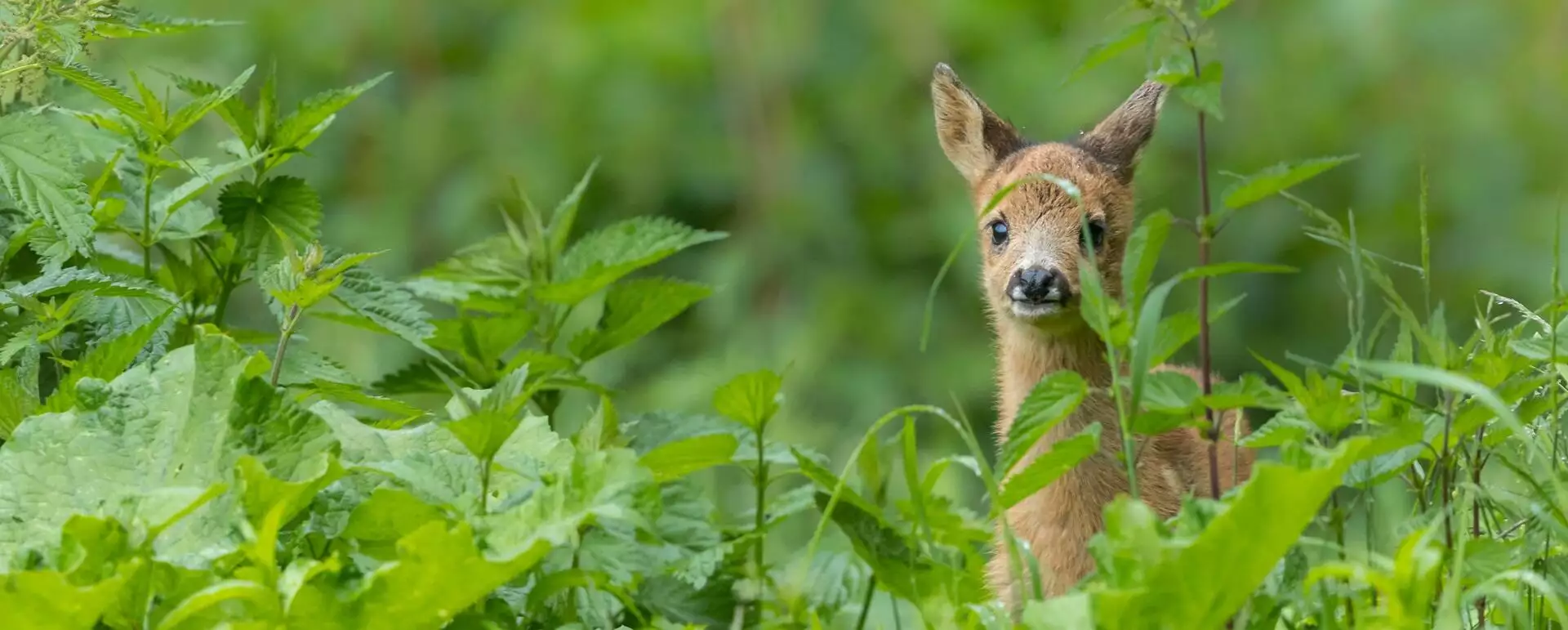 Natuurnieuws: Kraamkamercampagne