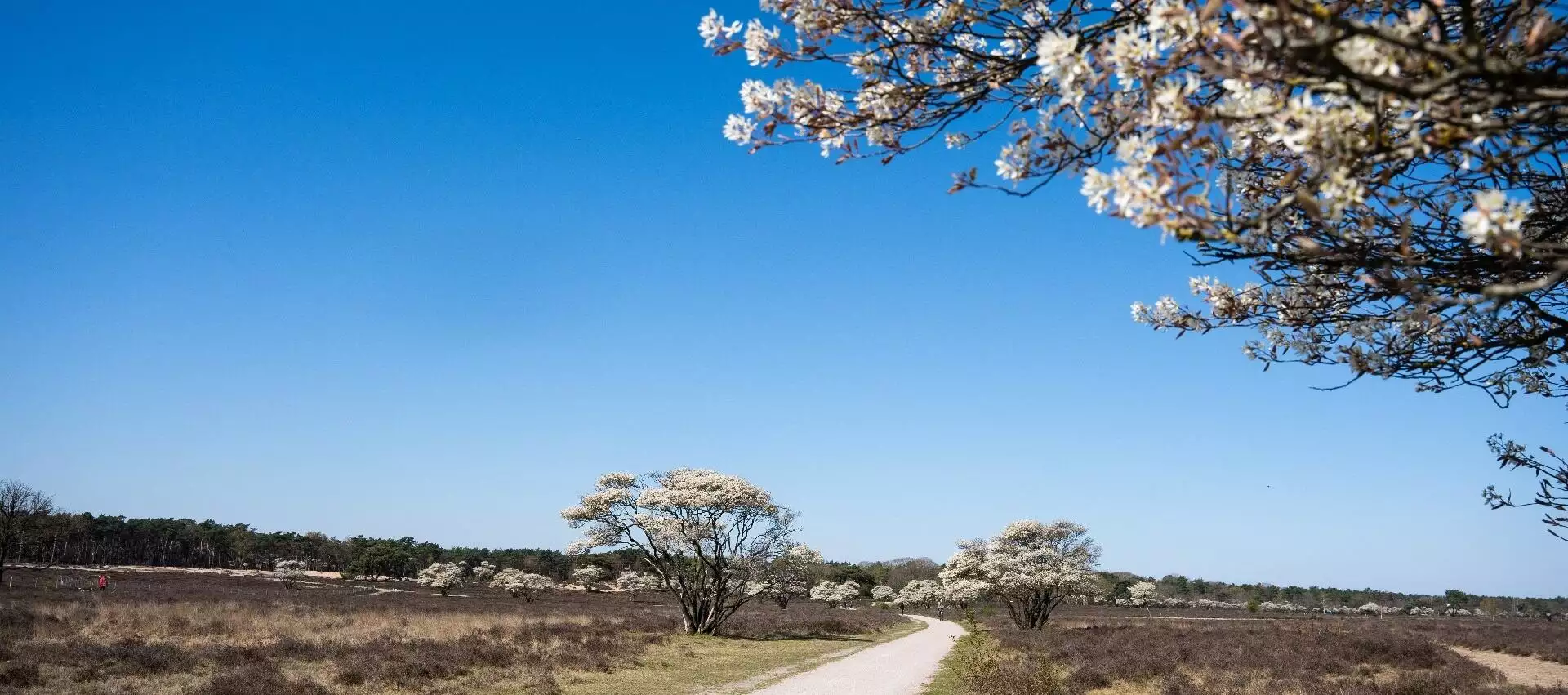 Bloeiende krentenbomen: het is lente!