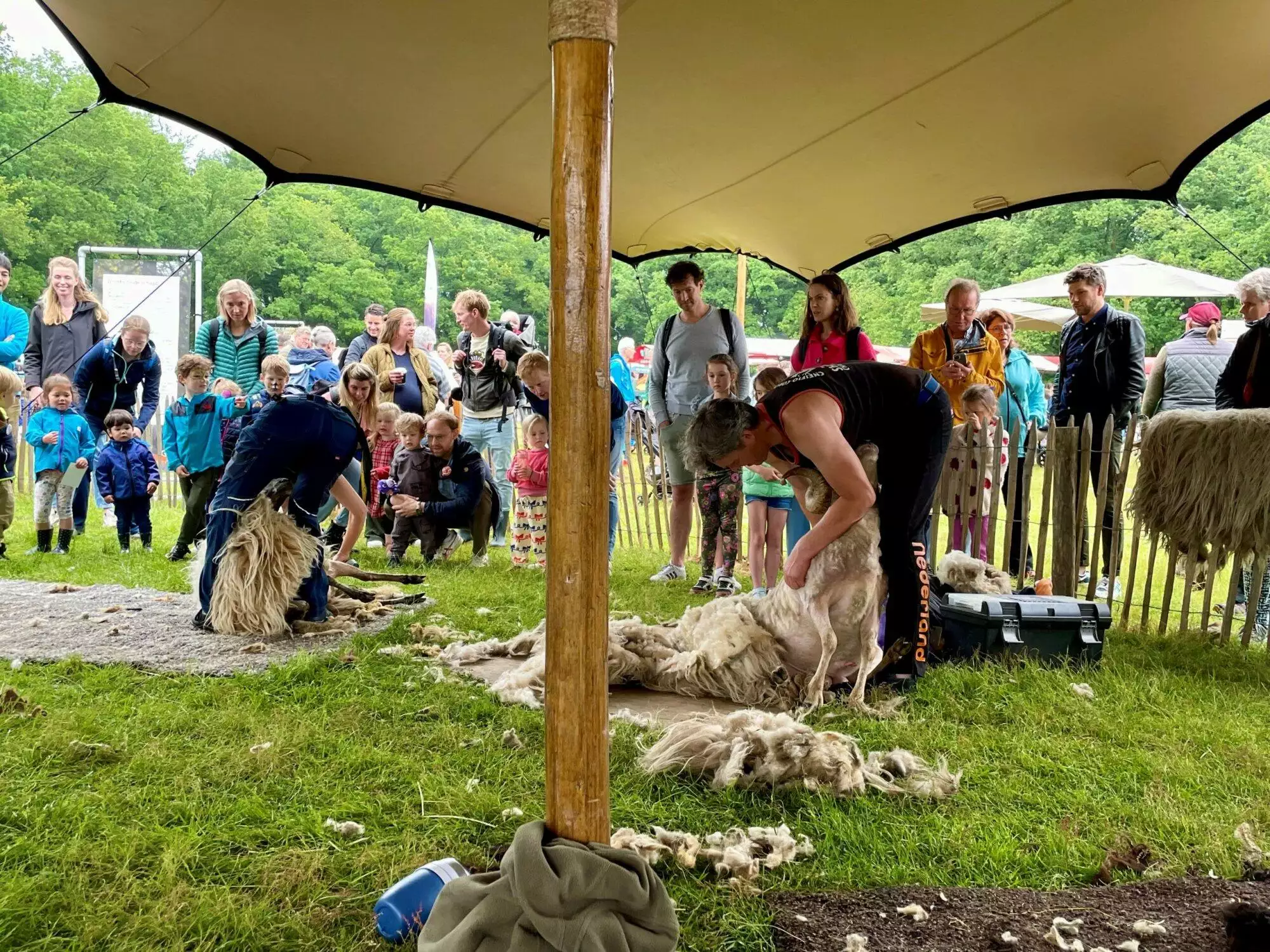 Schaapscheerdersfeest op Blaricummerheide groot succes