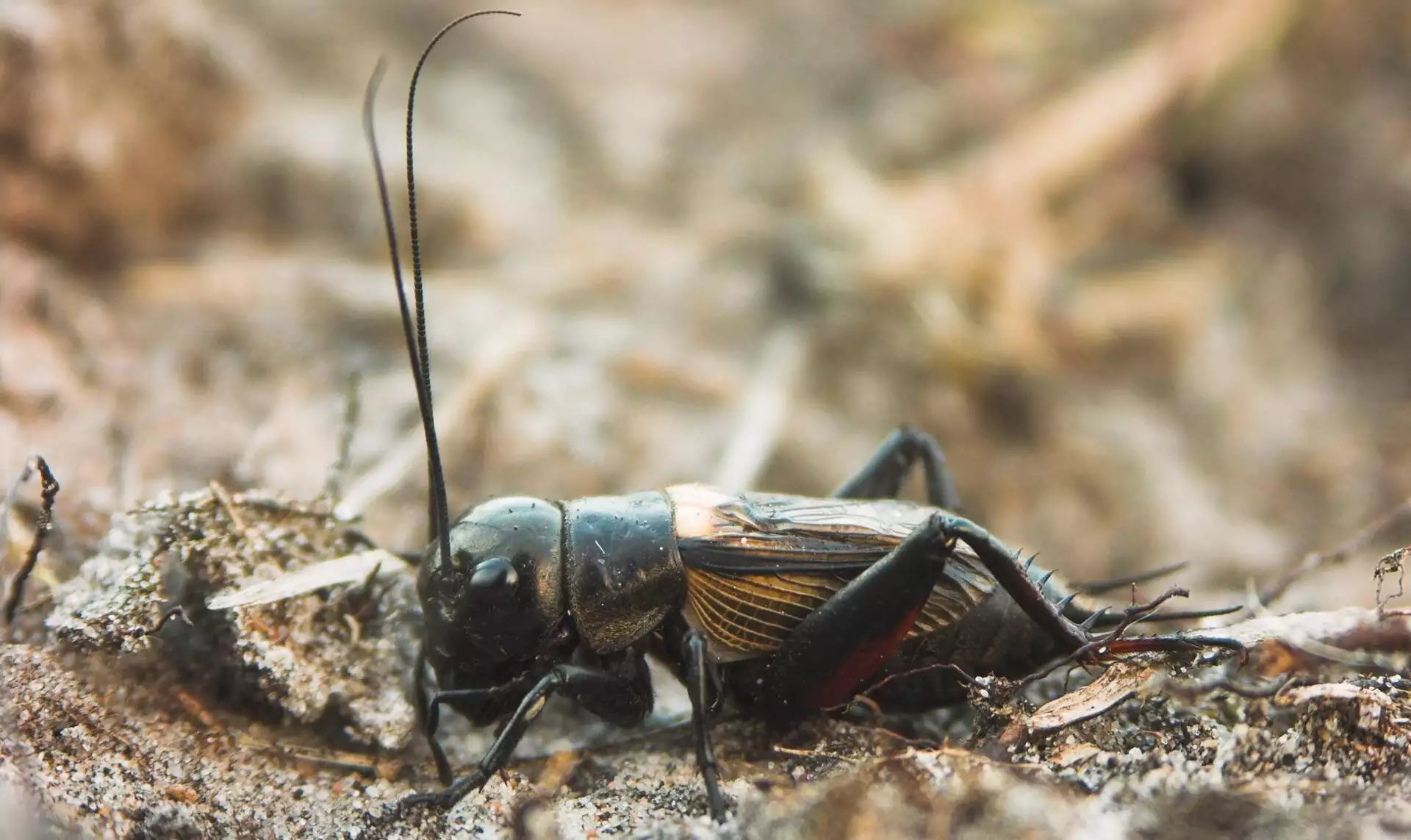 Natuurnieuws – Hoor! De veldkrekel