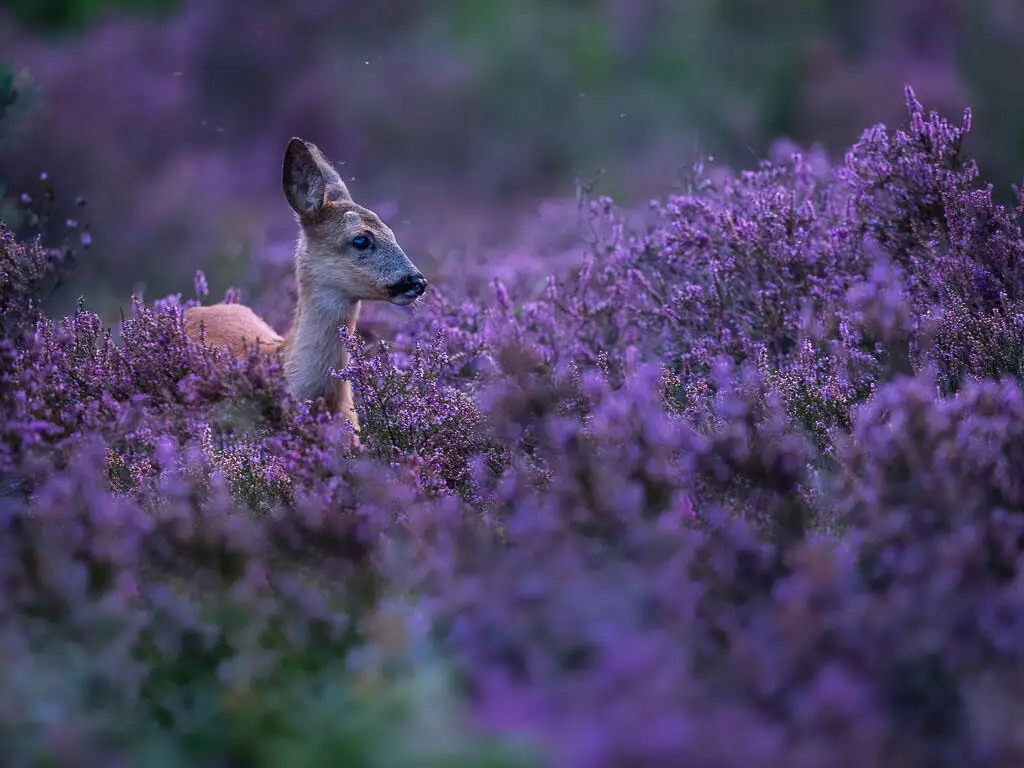 Meer rust voor dieren op de Bussummer- en Westerheide: enkele toegangshekken verdwijnen