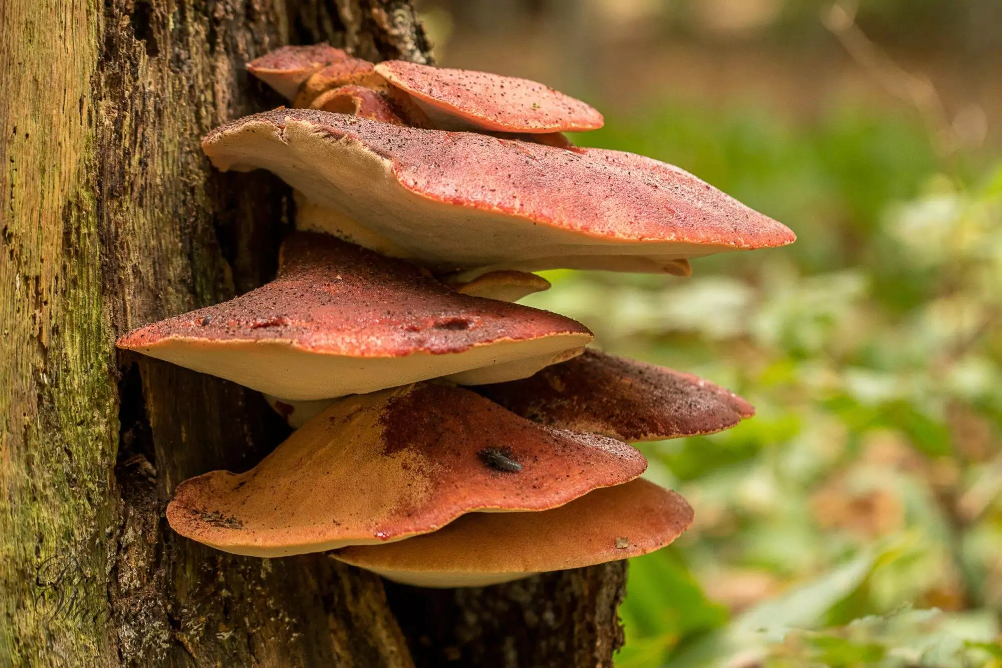 Natuurnieuws – Paddenstoelen