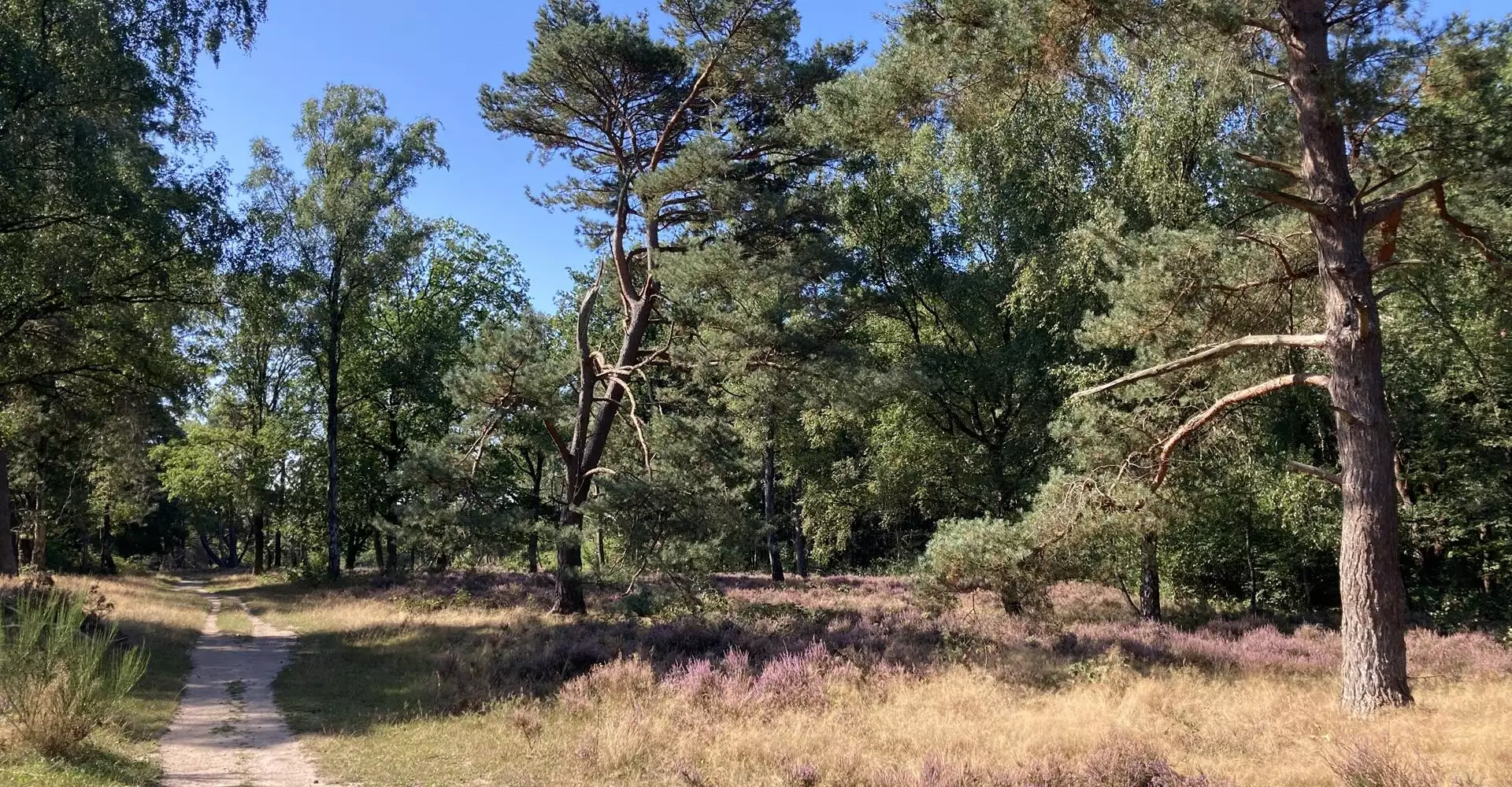 Boswachter Dirk: Zwarte Berg