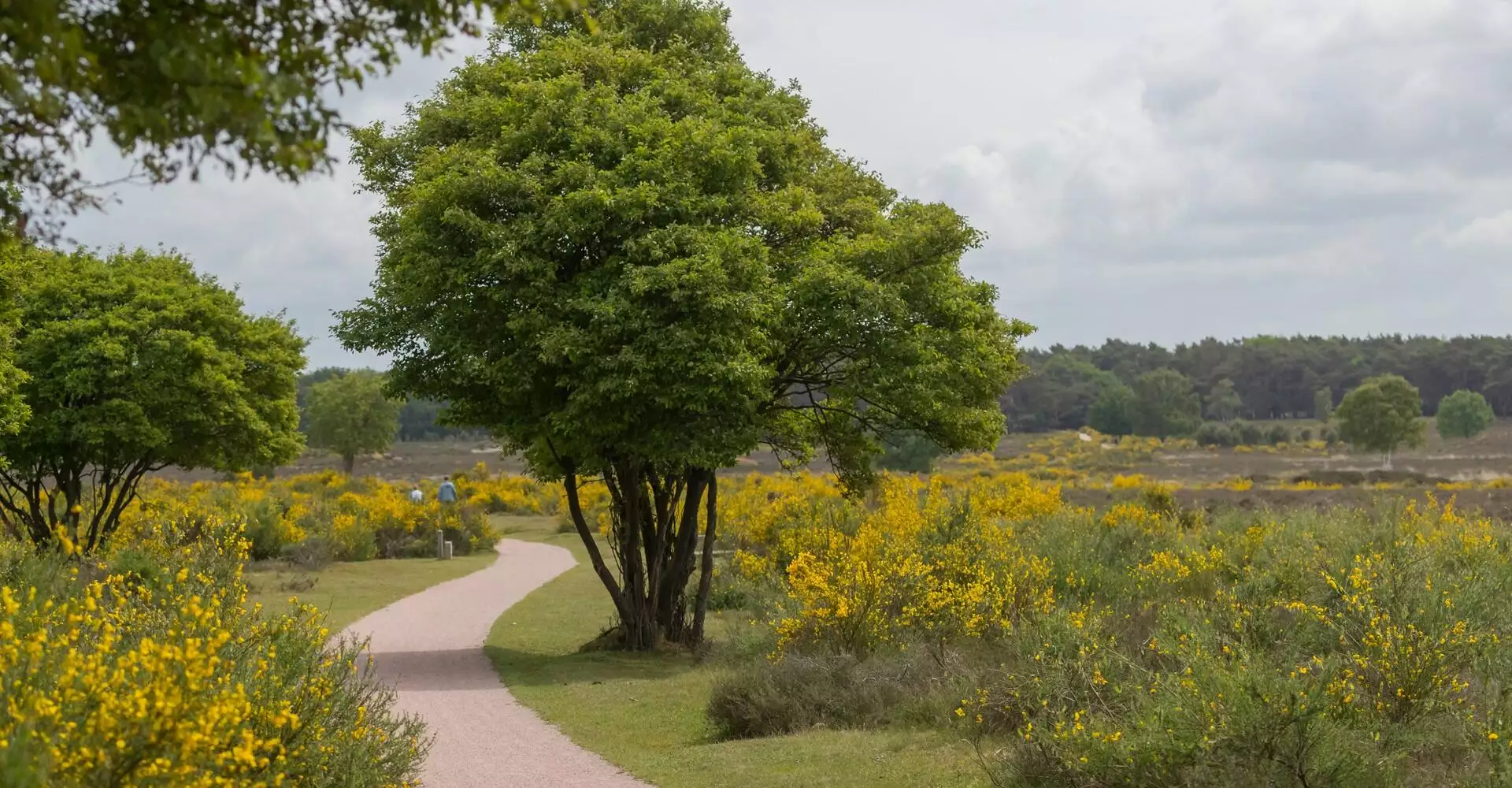 Stopzetten NPLG vertraagt oplossingen voor het Nederlands landschap