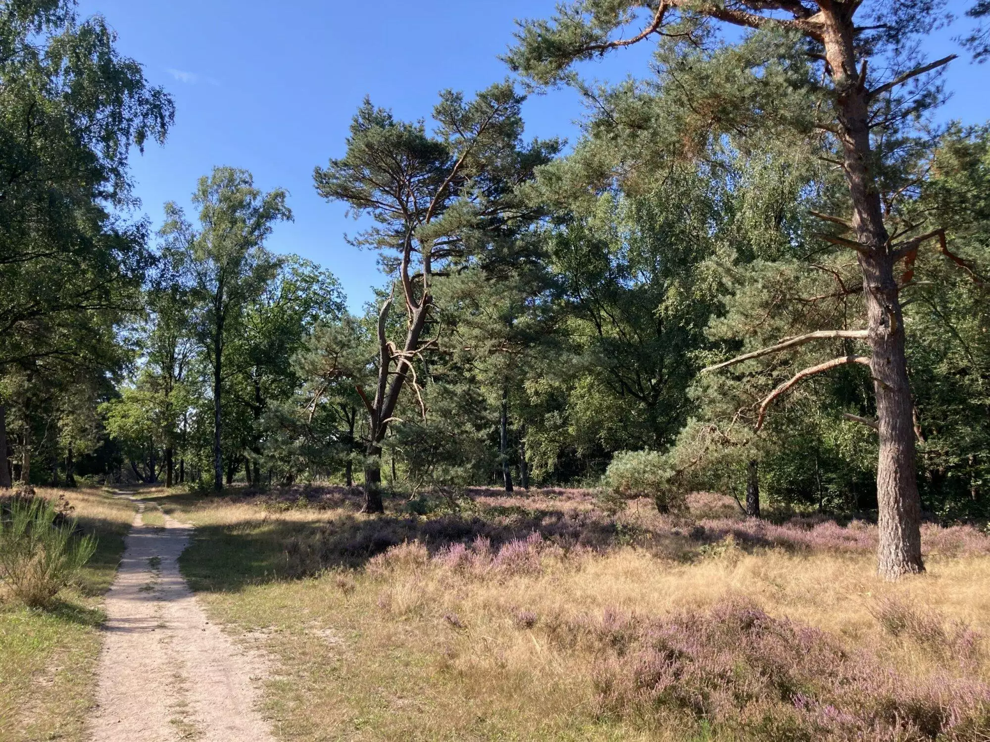 Natuur om de hoek: Zwarte Berg