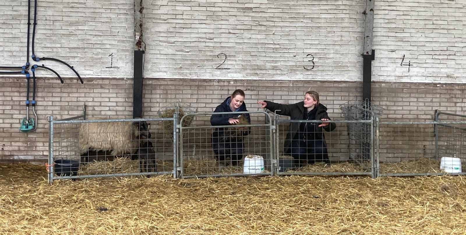 Herder Rozenn: Nieuwe lammerhokjes