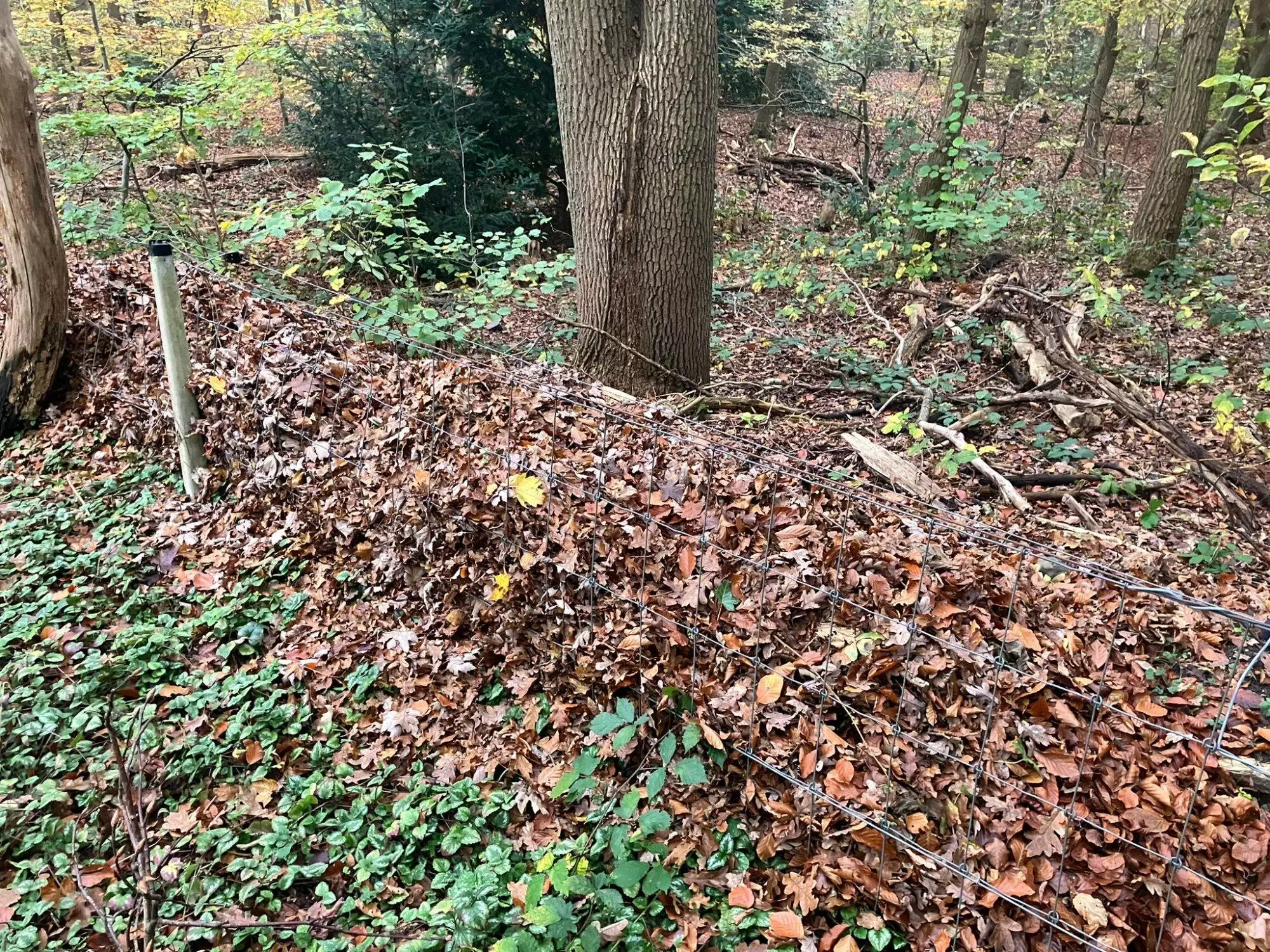 Tuinblad in de natuur? Nee, want het is lang niet altijd onschuldig!