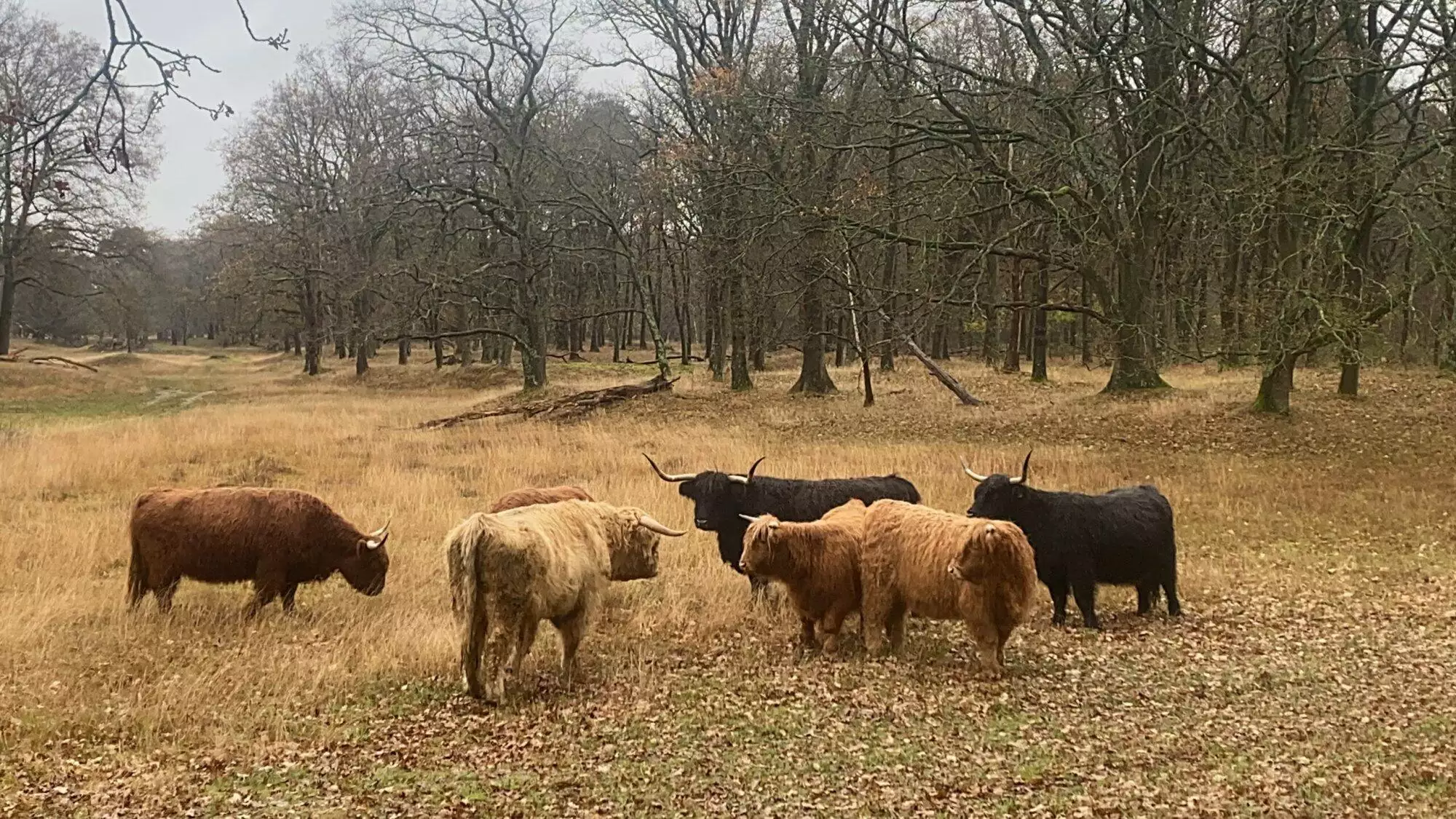 Naar een natuurlijke kudde