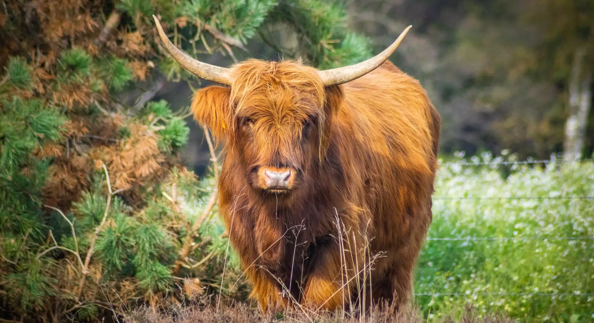 Herder Mirjam: Vette hooglanders