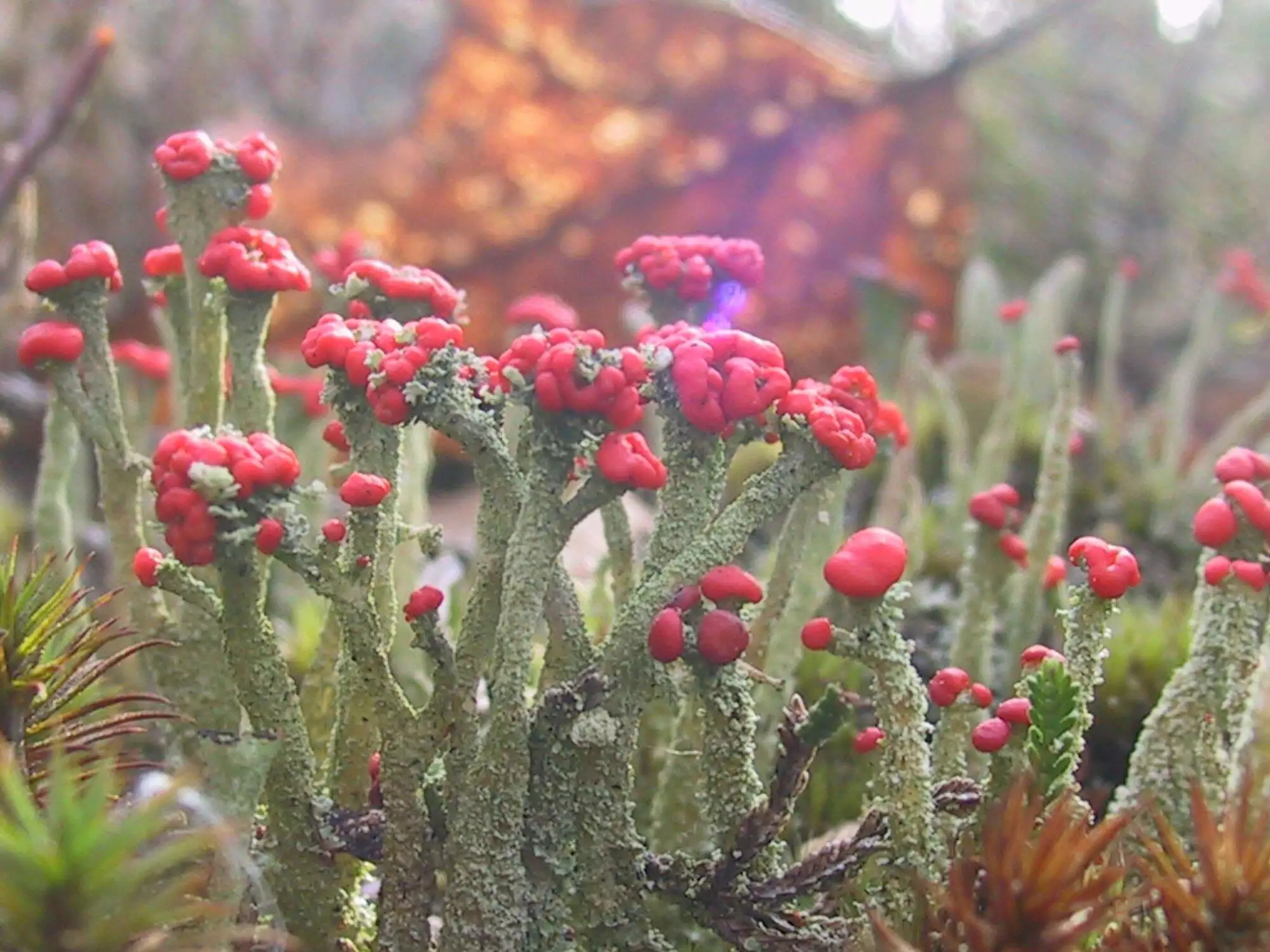 Stikstofschade in de natuur