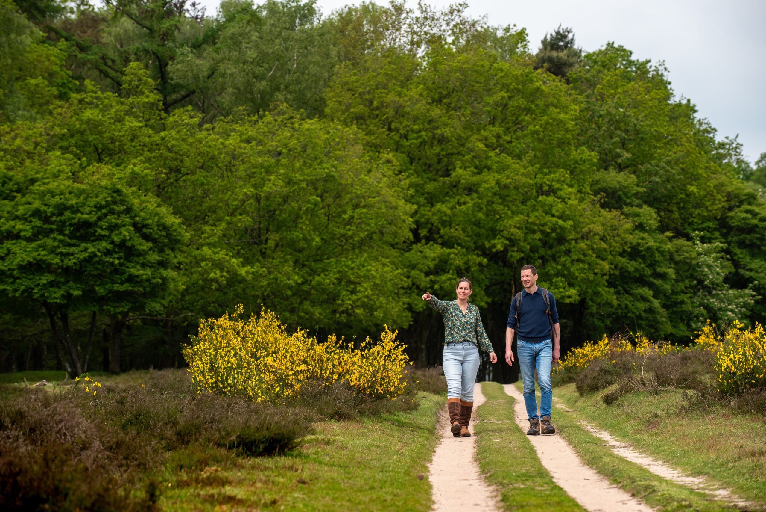 Wandelen bij Utrecht – Ontdek bos & heide van Goois Natuurreservaat