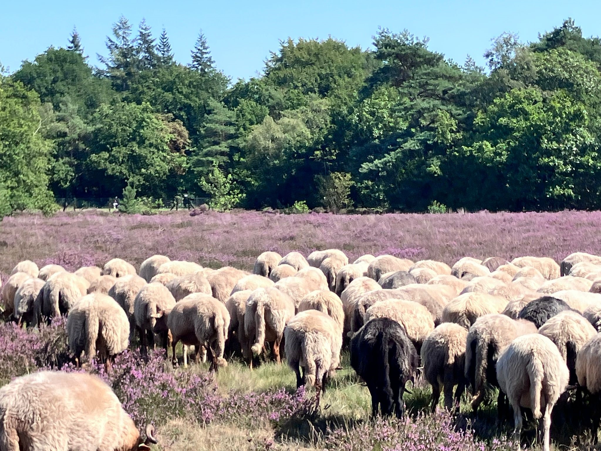Het landschap kleurt weer paars!