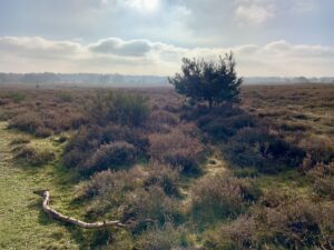 Excursie 'Tijdreis over de Zuiderheide' augustus