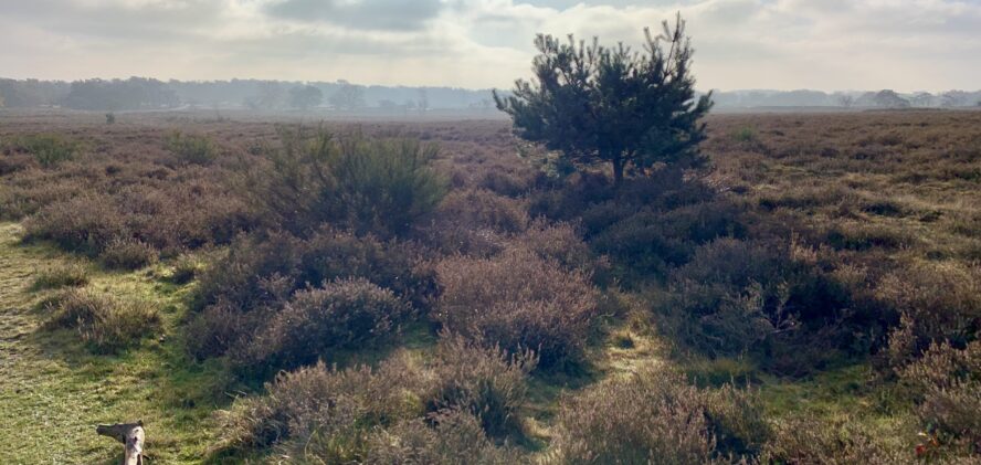 2023-12-01 - Zuiderheide - IMG_9926